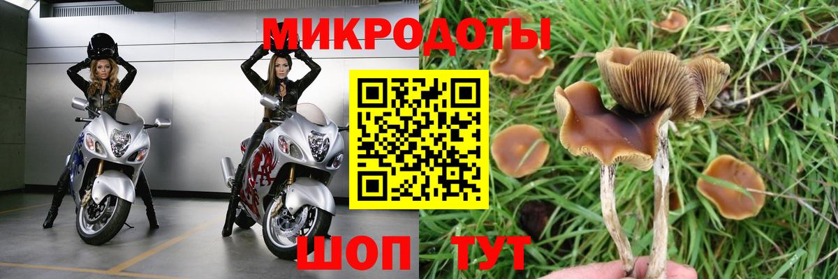 Галлюциногенные грибы Cubensis Ковров